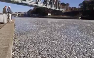 長島海域驚現大片死魚