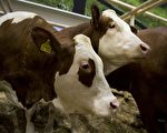 花斑牛是奶、肉生產兩用牛，而且被視為對氣候最為友好的牛種。（JOHN MACDOUGALL/AFP/Getty Images）