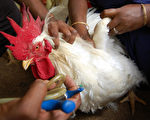 歐洲爆新一輪禽流感？德國瑞士率先披露