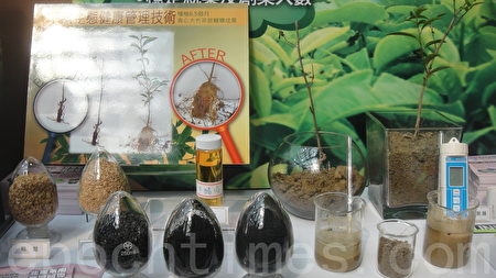 透过生物碳与木醋液的土壤改良,让土壤的通透性变高及保水的能力增加,使土壤PH质介于4.5~6,有助于茶苗在初期能顺利长成。(杨秋莲/大纪元)