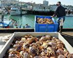 到达旧金山渔人码头的珍宝蟹（Dungeness Crab）。（Justin Sullivan/Getty Images）