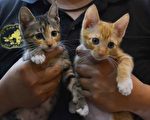 提供流浪動物認養 北市24店家響應