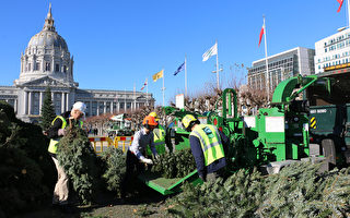 节日过后 旧金山回收圣诞树变能源