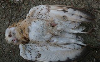 草鴞死於滅鼠藥 棲地保育引關注