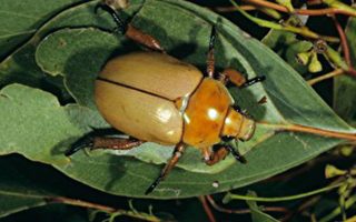 昆蟲專家：氣候變化導致聖誕甲蟲減少