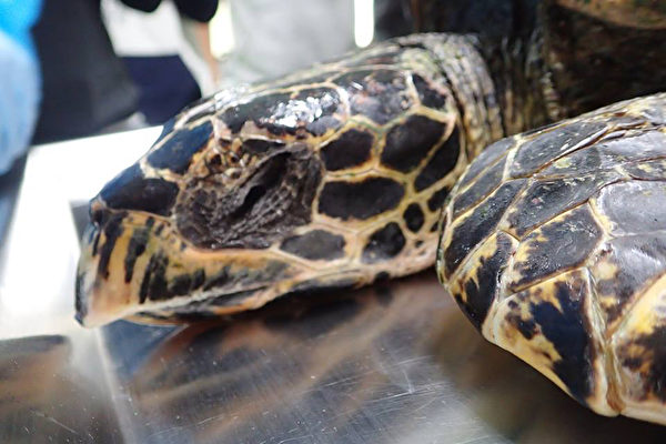 海洋生态暨保育研究室3日在脸书上表示，11月24日在宜兰县利泽沙滩发现一只海龟玳瑁（图），但经过4天急救后，仍不治死亡。经过兽医解剖后发现，胃中充满塑胶垃圾。（海洋生态暨保育研究室提供）