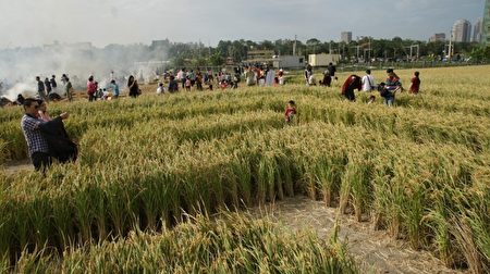 稻田迷宫。(竹东地区农会提供)