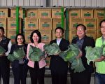 台湾甘蓝美味外销 高丽菜首航韩国