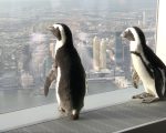 兩隻小企鵝從新澤西的水族館來到世貿中心一號大樓觀景台。 (奧利弗/大紀元)