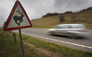 撞鹿車禍頻現 10至12月是高發期