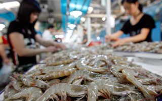 中國是世界上海鮮（包括蝦）出口第一大國，但是它有一個巨大的問題，就是抗生素使用過量，其威脅到全球安全。 (TEH ENG KOON/AFP/Getty Images)