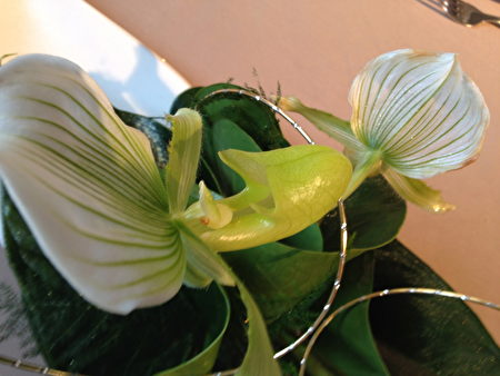 2016年比利时布鲁日冬季花展(萧依然/大纪元)