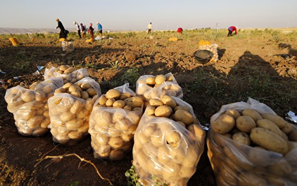 Iraqi women harvest potatoes in a field on June 24, 2014 in the village of Tall Kaff, 18km north of Iraq's second city, Mosul. AFP PHOTO/KARIM SAHIB (Photo credit should read KARIM SAHIB/AFP/Getty Images)
