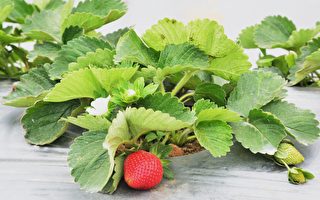 外埔紅土新領域     第一家草莓園開放