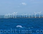 台保護白海豚 風機施工應避免噪音