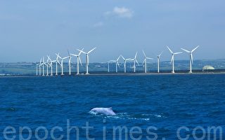 台保護白海豚 風機施工應避免噪音