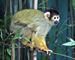 台北市动物园13日宣布，荷兰动物园的黑冠松鼠猴已通过检疫，将在儿童动物区现身，6只雄性黑冠松鼠猴自组“单身汉俱乐部”，一到户外发现浮球、轮胎等设施，就玩得不亦乐乎。（动物园提供）