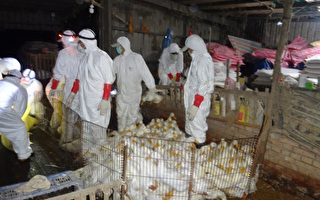 三星乡农田白鹭鸶及礁溪乡养鸭场  检出高病原性禽流感病毒