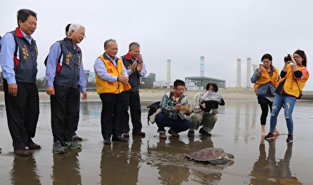 通霄发电厂洪厂长福洋(左二)在多人共同见证下将绿蠵龟野放回大海。(陈丽燕/大纪元)