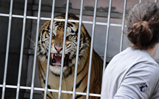 美國飼養員親身演示 千萬不要背對老虎