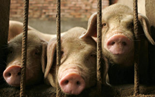 中共本月派出五百万官员到全国各地的村庄和农场，调查猪牛鸡鸭的数量。 (PETER PARKS/AFP/Getty Images)
