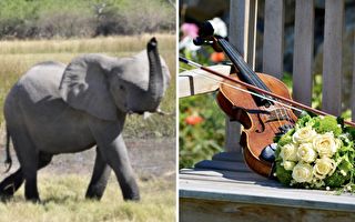 对着大象拉小提琴 下一秒大象的反应 让人好开心