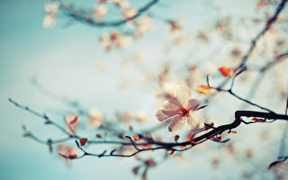 台湾古典诗：迎春