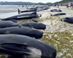 新西兰数百鲸鱼搁浅死亡 规模史上第三大
