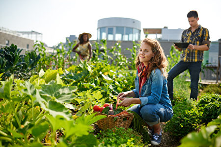 收穫從屋頂溫室庭院的新鮮蔬菜的友好的隊和計劃在一種數字式片劑的收穫季節