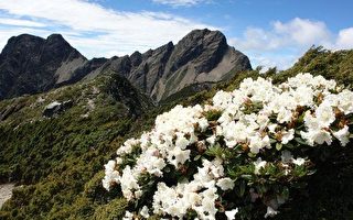 台玉山管理處：氣候變遷影響高山植物