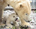法国动物园北极熊宝宝亮相，可爱模样受关注。(SEBASTIEN BOZON/AFP)