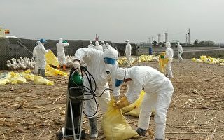 布袋鹅场疑似禽流感，家畜所进行预防性扑杀。（嘉义县政府提供）