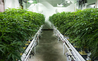 澳州衛生部批准進口醫用大麻 彌補市場不足
