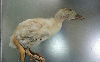 台H5N6死鵝應是家庭式小場 大場未淪陷