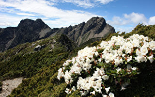 台玉山管理處研究  氣候變遷影響高山植物