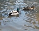 【單詞故事】DUCK DECOYS——老美喜歡獵鴨子？