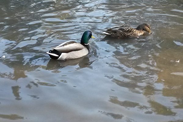 【单词故事】DUCK DECOYS——老美喜欢猎鸭子？