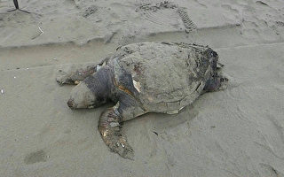 下寮沙滩海龟尸体  专家：自然死亡