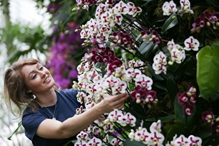 An employee poses with an orchid display during a photocall for the 'Orchid Festival' at the Royal Botanic Gardens in Kew, west London on February 2, 2017. / AFP / Daniel LEAL-OLIVAS (Photo credit should read DANIEL LEAL-OLIVAS/AFP/Getty Images)