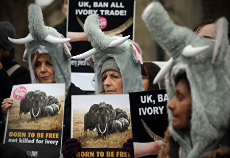 LONDON, ENGLAND - FEBRUARY 06: Protesters in elephant outfits take part in a demonstration against the ivory trade on February 6, 2017 in London, England. Members of the Action For Elephants group demonstrated near Parliament as they called for an end to the global trade in ivory. (Photo by Carl Court/Getty Images)
