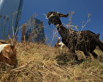 2008年洛杉磯市府曾經僱用山羊除草。（David McNew/Getty Images）