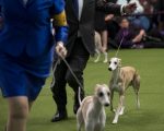 威斯敏斯特狗展开幕 北非猎犬嫌纽约挤不适应