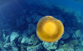 海底世界无奇不有 荷包蛋水母