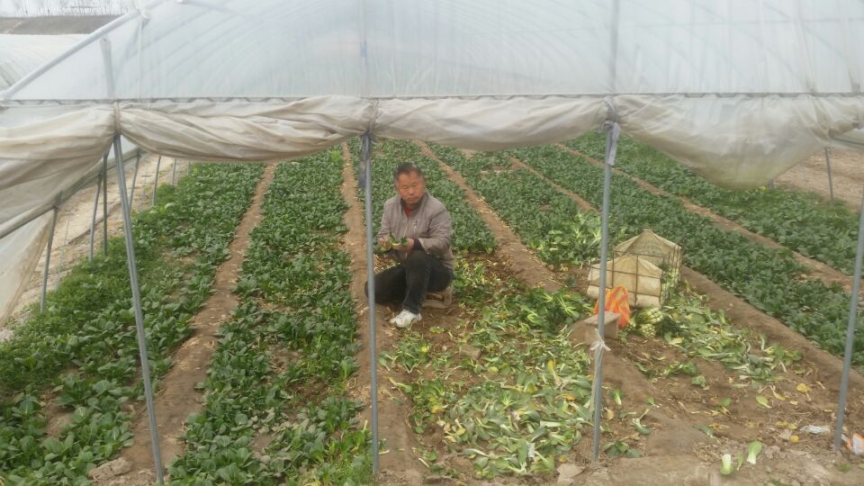 几年来,咸阳曹家寨土地被非法大量征收,补偿金连低保的一半都不到。(村民曹根成提供)