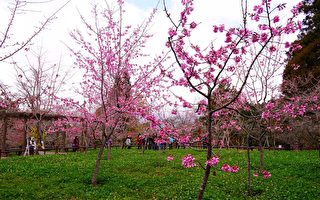 阿里山花季即将于3月10日登场 百花相继绽放