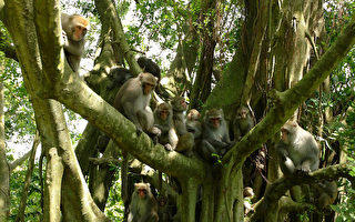 高雄寿山约1400只的猕猴，如何打斗争王的戏码每年不断上演，还有母猴支配群体的威权地位，这些猴群习性，寿山自然公园筹备处拍摄影片纪实探索生态奥秘。（寿山自然公园筹备处提供）
