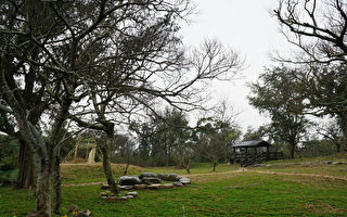 新秘境舊時情  鳳坑重建朴樹林