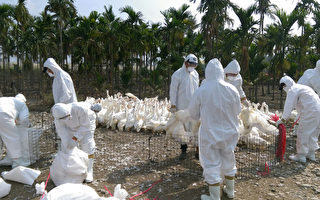 台屏东鸭场发现禽流感 扑杀1万2000只鸭