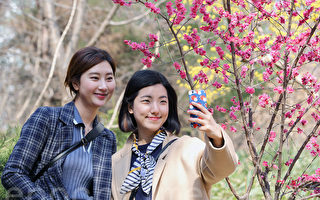 組圖：韓國首爾 百花綻放春意盎然