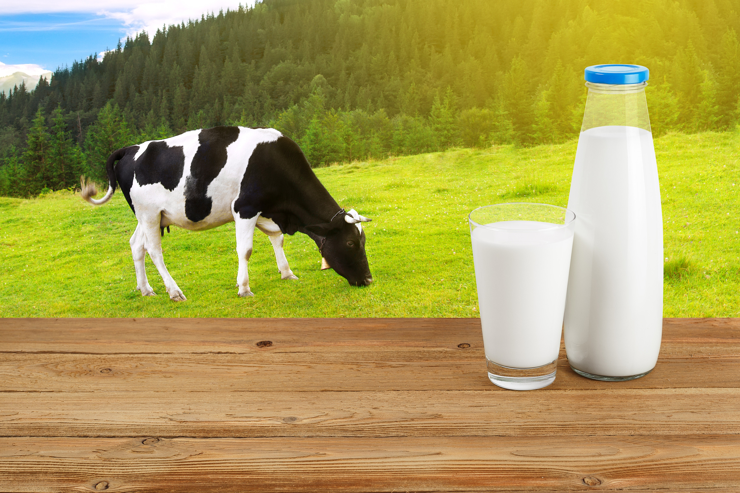 Бутылка молока буренка раньше вмещала. Корова молоко. Молочная продукция с коровой. Фон для молочной продукции. Корова для молока.